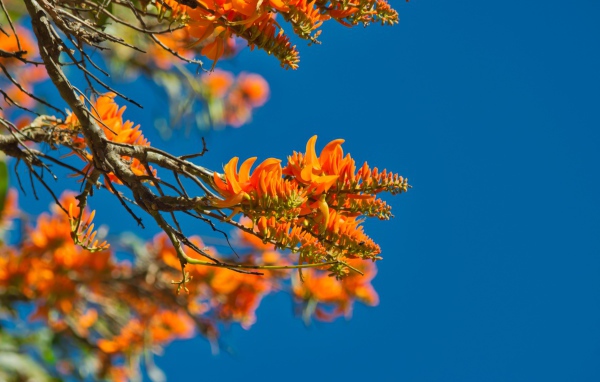 Оранжевые цветы на ветке дерева на фоне голубого неба 