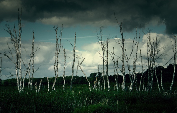 Тонкие березы под грозовым небом 