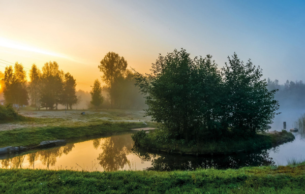 Деревья на островке на реке утром