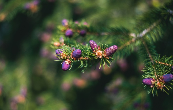 Молодые шишки на зеленой колючей ветке ели