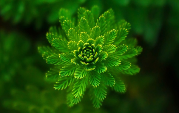 Красивое зеленое растение папоротник крупным планом