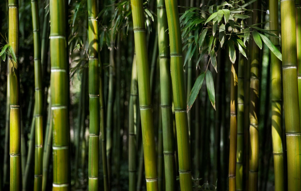 Зеленые стебли бамбука крупным планом