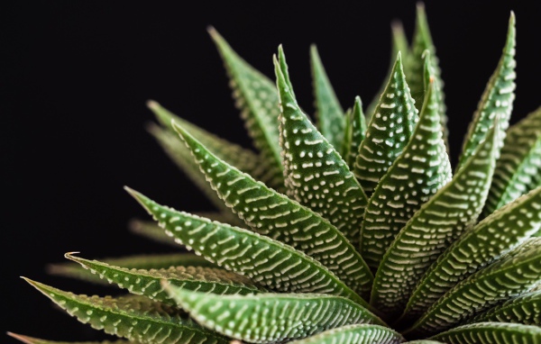 Большое зеленое комнатное растение на черном фоне