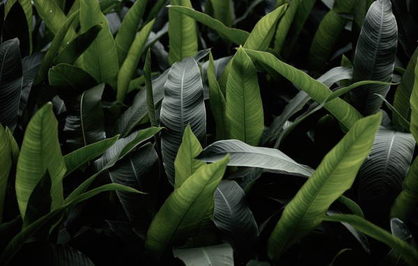 Большие зеленые листья крупным планом