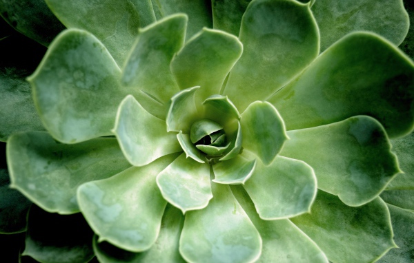 Многолетний зеленый цветок молодило крупным планом 