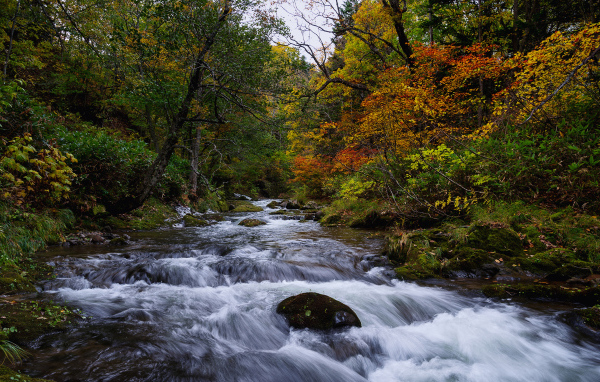 Fast water in a river in a forest in autumn