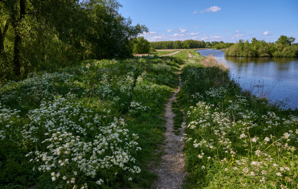 Белые цветы на берегу реки у леса 