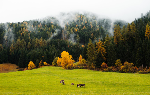Fog over autumn coniferous forest near a green meadow.