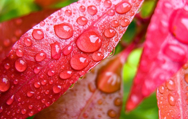Красные осенние листья в каплях дождя 