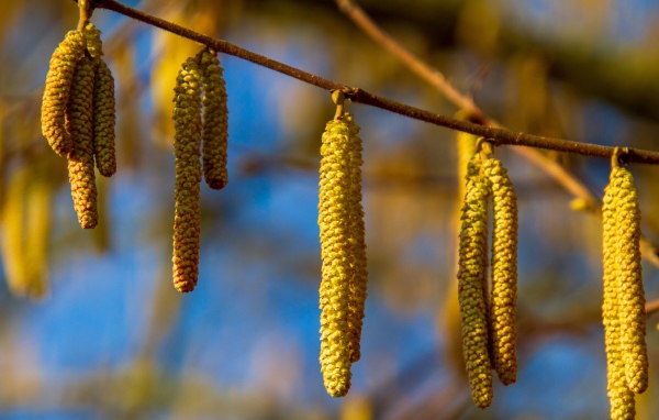 Birch catkins on a branch in the sun