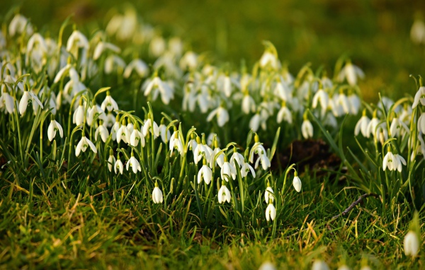 Много маленьких белых подснежников на зеленой траве весной
