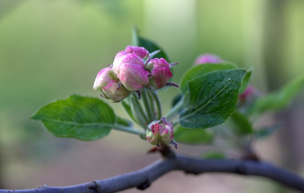 Розовый цветок распускается на ветке яблони 