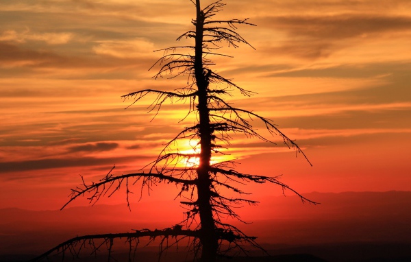 Сухое дерево ели на закате солнца