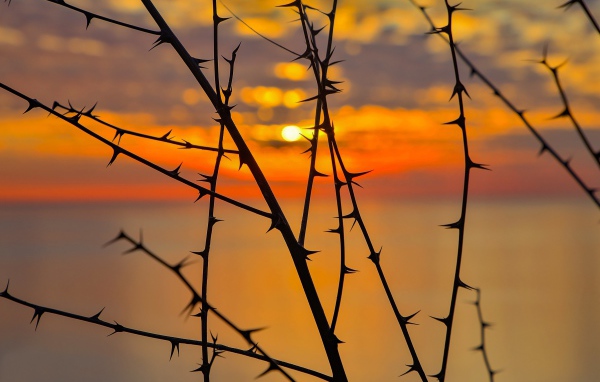 Колючие ветки дерева на закате солнца
