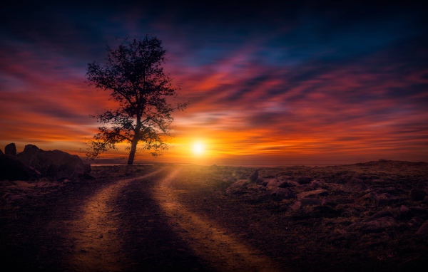Дерево у дороги на закате солнца в небе 
