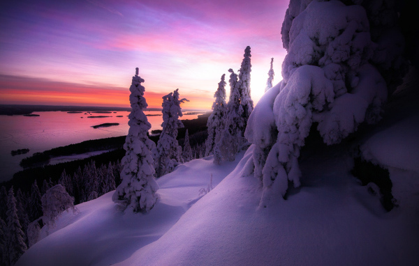 Lilac sunset over a snowy forest