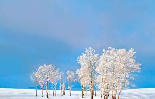 Покрытые снегом деревья на фоне голубого неба зимой
