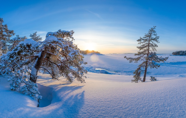Покрытые снегом деревья в лучах зимнего солнца в голубом небе