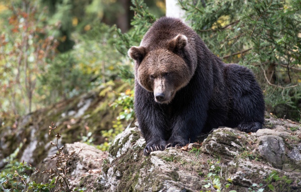 Большой бурый медведь сидит на камне