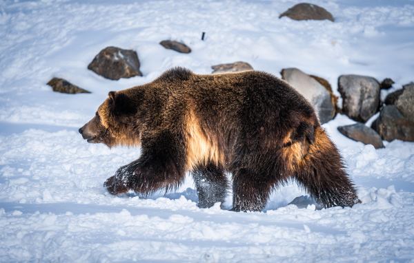 Большой бурый медведь идет по белому снегу 
