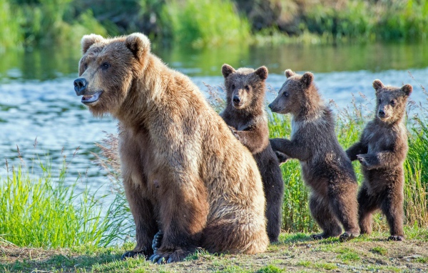 Большая бурая медведица с детенышами у реки