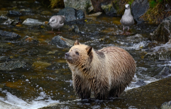 Мокрый бурый медведь охотится в реке 