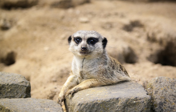 Забавный сурикат лежит на камне 