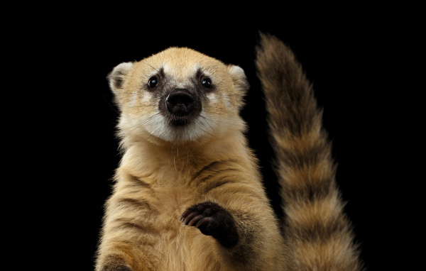 Обыкновенная носуха на черном фоне