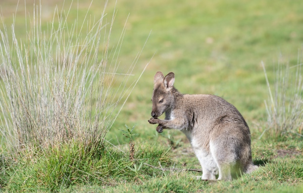 Серый кенгуру сидит на зеленой траве