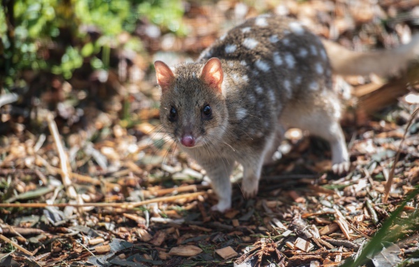 Крапчатая сумчатая куница на земле 