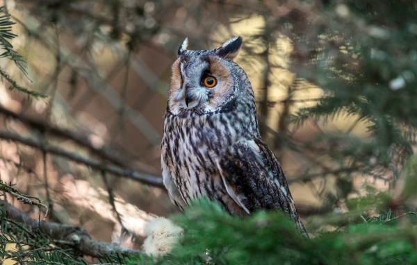 Большая ушастая сова сидит на ветке ели