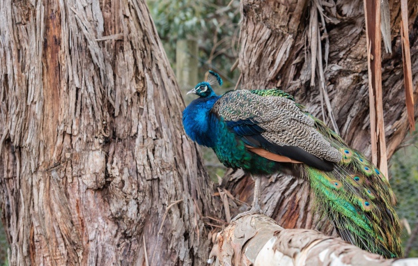 Большой фазан сидит на дереве