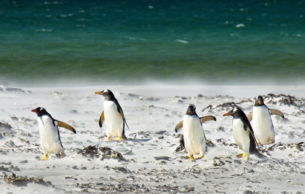 Стая пингвинов на снегу у моря