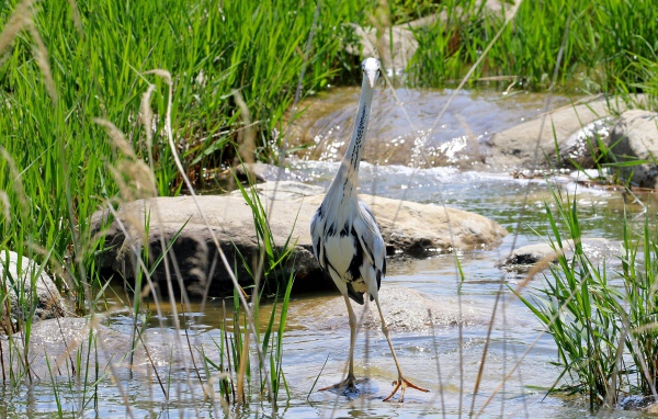 Серая цапля стоит в воде на камне