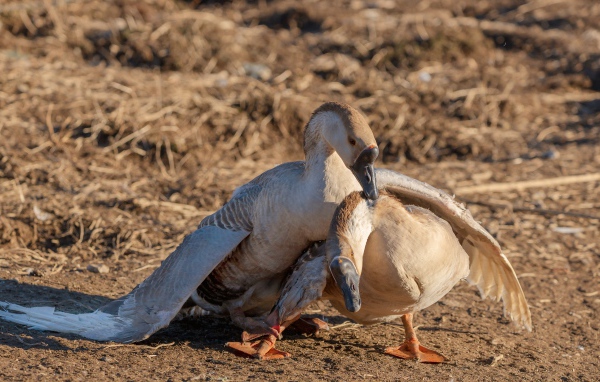 Пара серых гусей в лучах солнца 