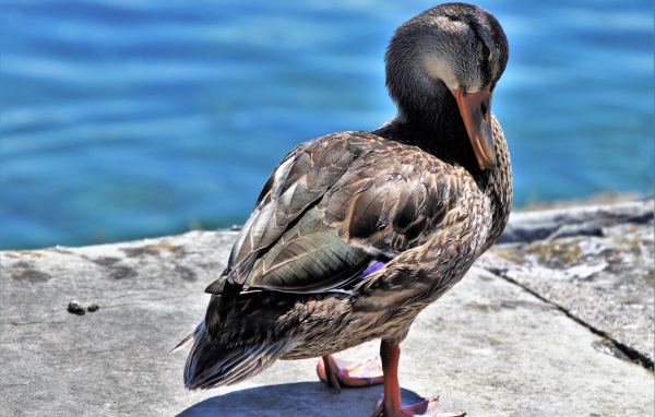 Дикая серая утка стоит у воды 