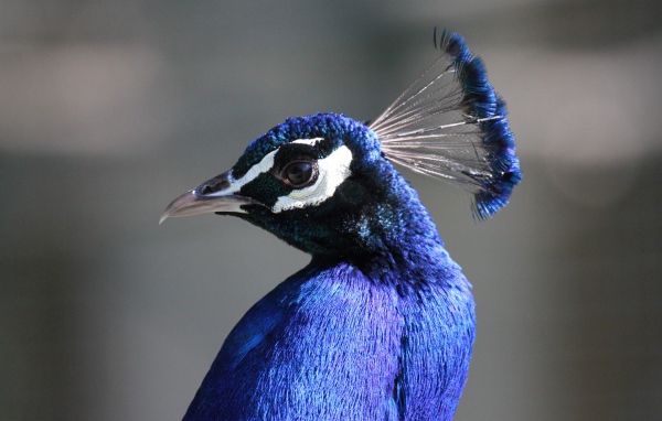 Beautiful blue peacock on gray background