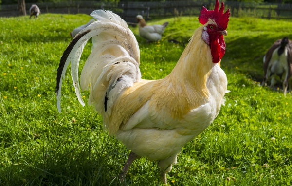 Красивый белый домашний петух на зеленой траве 