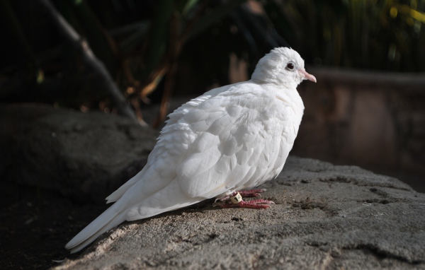 Красивый белый голубь сидит на камне