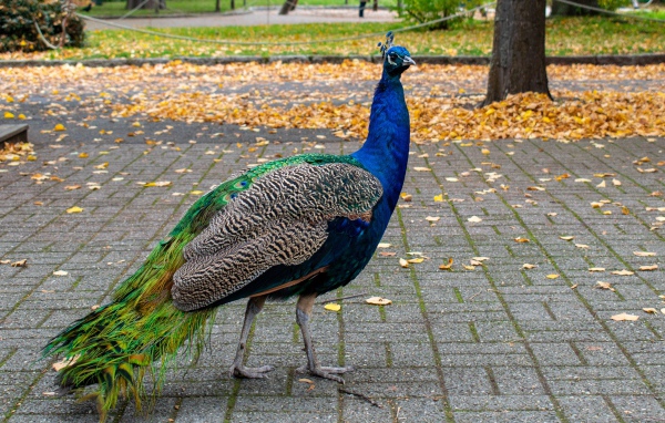 Большой красивый павлин гуляет в осеннем парке