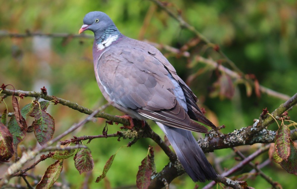 Большой серый  голубь сидит на ветке дерева