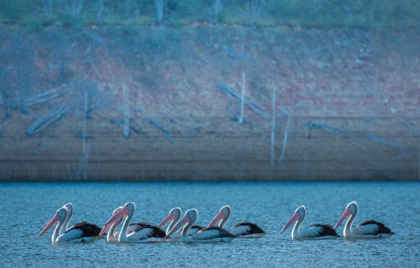 Большие пеликаны в воде 