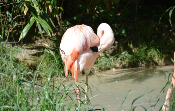 Большой розовый фламинго стоит в воде