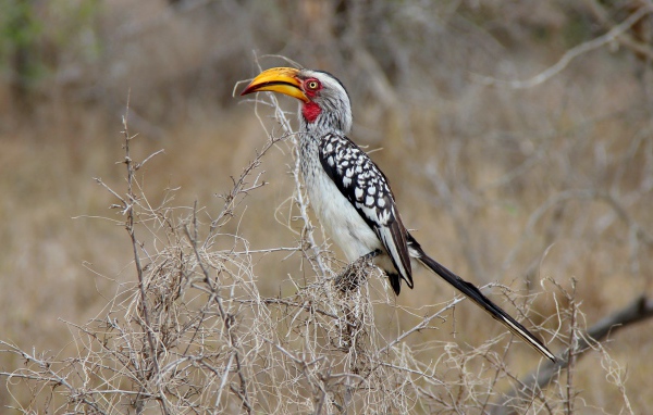 Большая  птица носорог сидит на ветке 