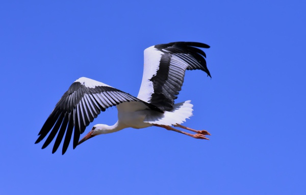 Большой аист с черными крыльями на голубом фоне