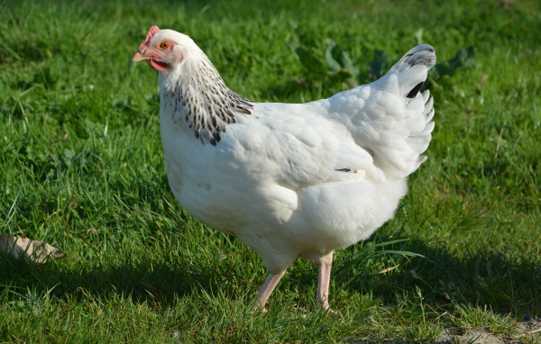 Большая белая курица гуляет по зеленой траве 