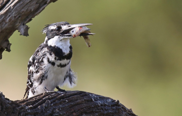 Птица пестрый зимородок с рыбой в клюве 