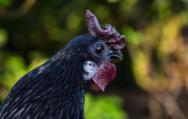 Черная домашняя курица крупным планом