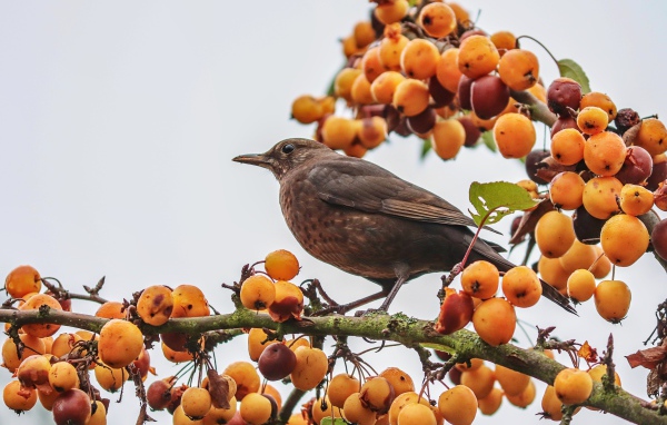 Черный дрозд сидит на ветке с ягодами