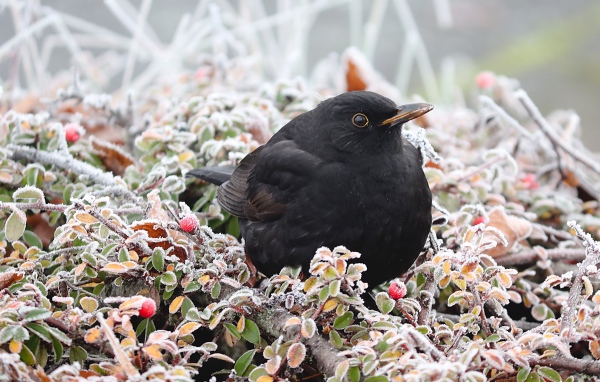 Черный дрозд сидит на покрытых инеем ветках